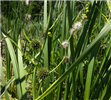 Giant Bur Reed <i>Sparganium eurycarpum</i>